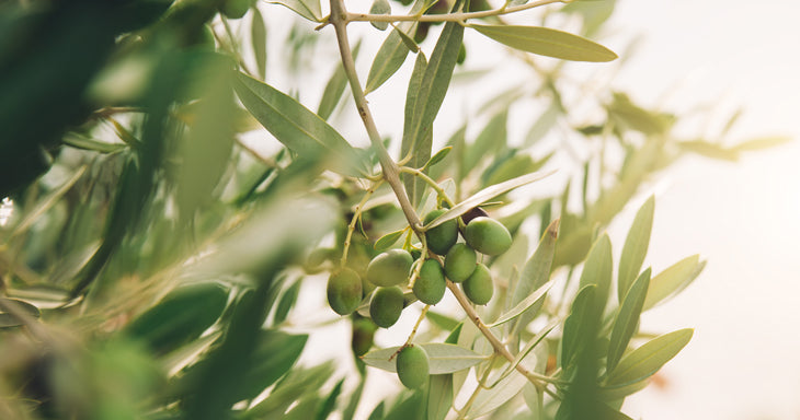 Olivenbaum und Olivenöl – zwischen Göttern, Siegern und Heilkundigen