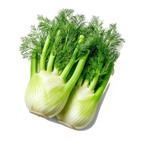 Fenchel
