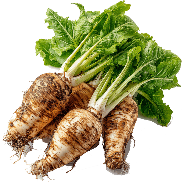 Inulin aus der Chicorée-Wurzel