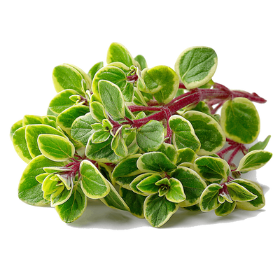 Grün-gelber Oregano mit kleinen ovalen Blättern und rötlichen Stielen, frisch geerntet als Küchengewürz