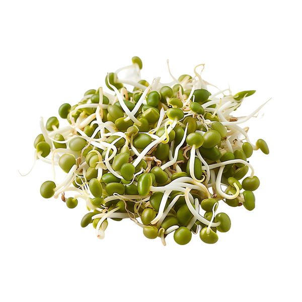 Mungobohnenkeimlinge