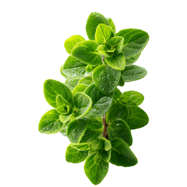 Oregano