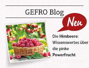 GEFRO Blog