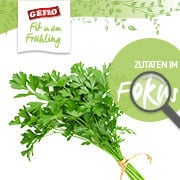Petersilie im Fokus