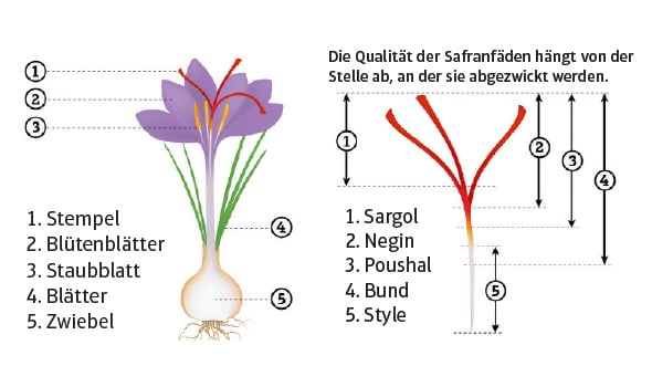 pikantum Bio Safran-Fäden, Das rote Gold