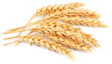 Braun (Flavonoide)