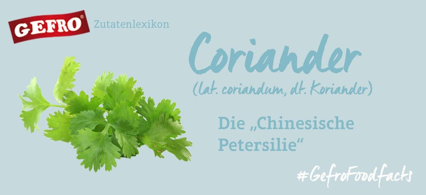 Coriander